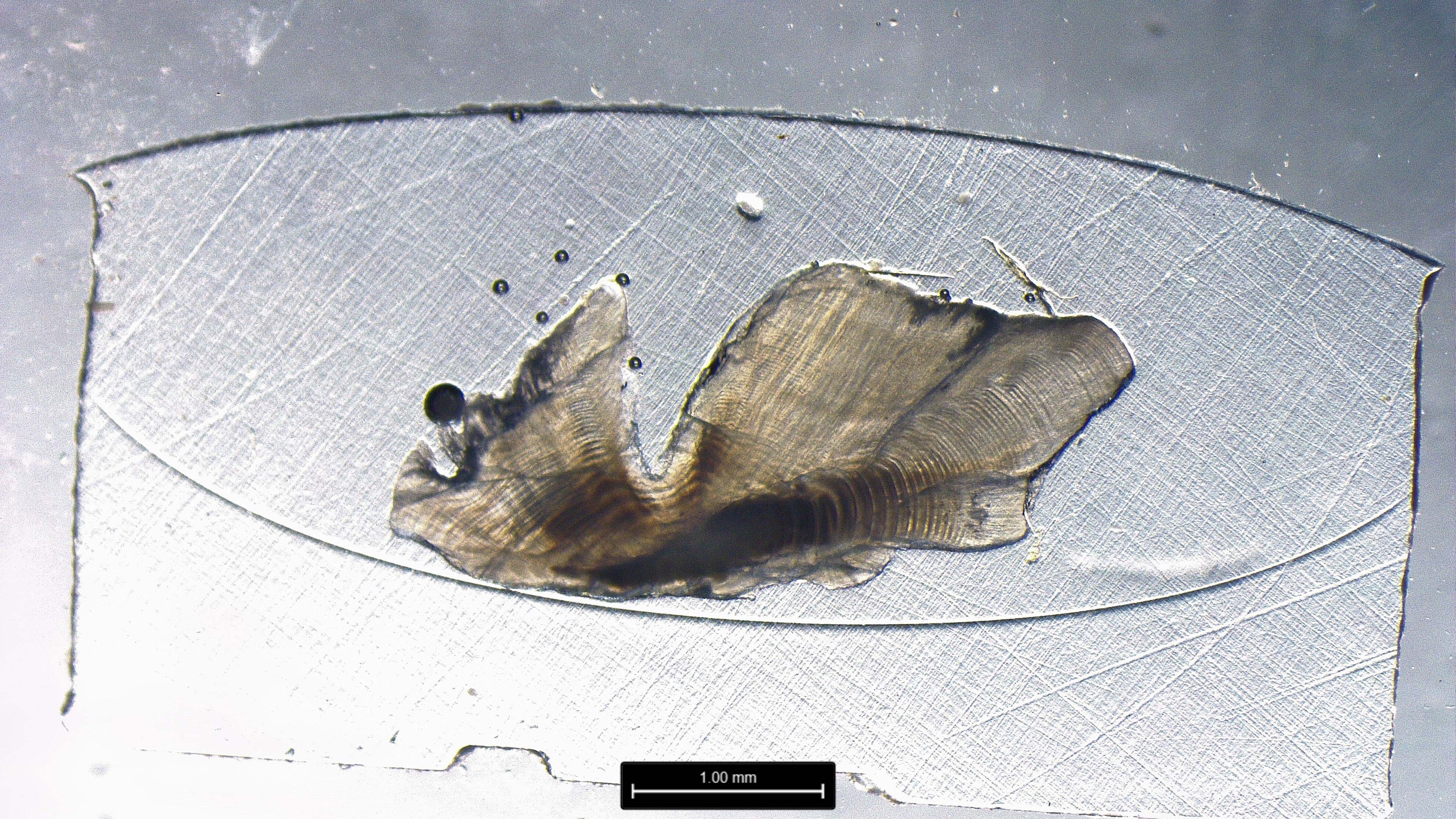 Otolith from “Mary Catherine,” showing 62 years of growth.